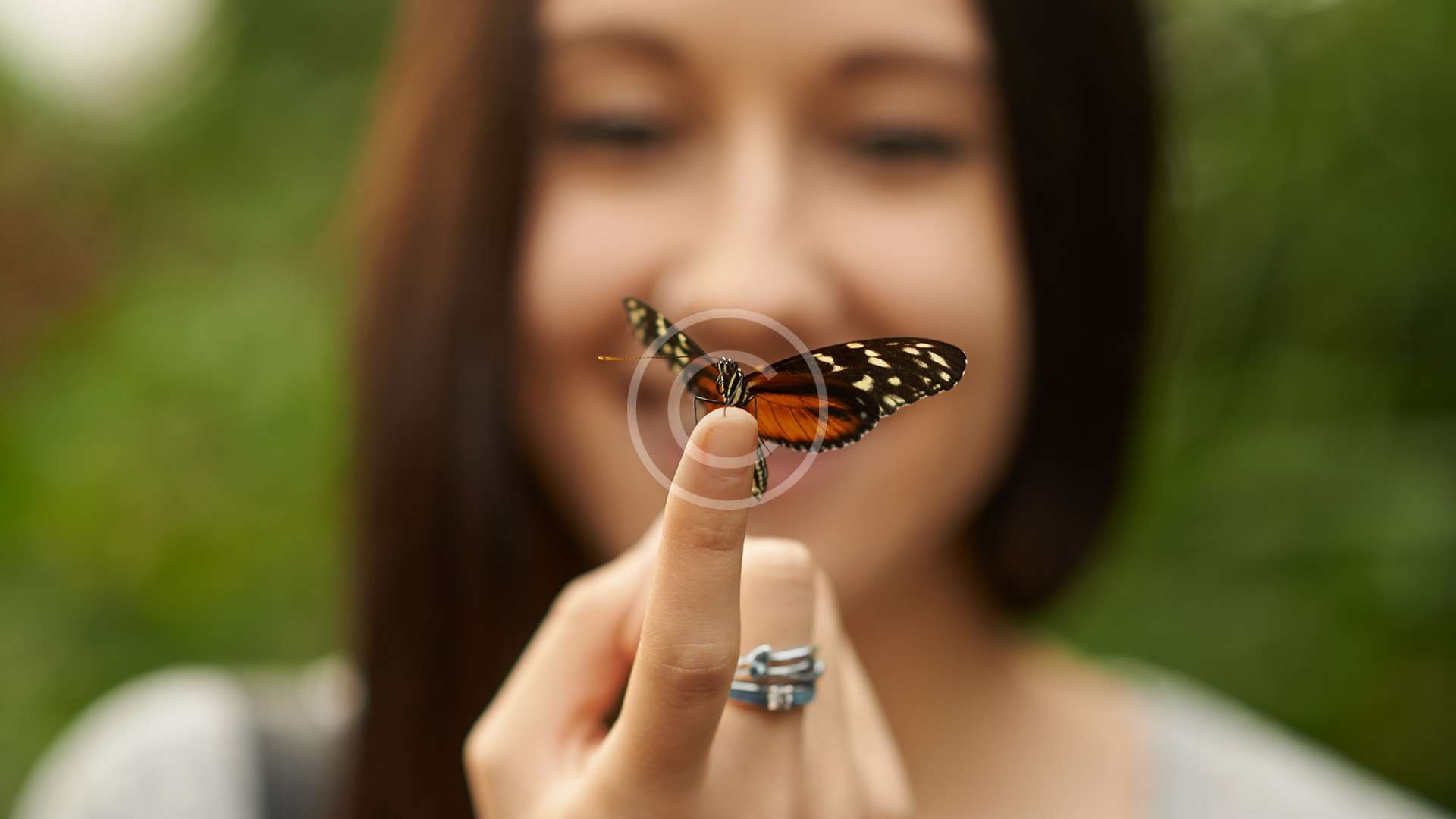 Butterfly Garden