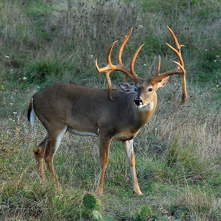 Whitetail Deer Hunting Pricing – Tiple AAA&J Ranch